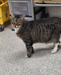 Shelter Stray Male Cat last seen Near Cheswolde RD, 21209, MD, 2490 Giles Rd, Baltimore, MD 21225, USA