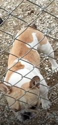 Found/Stray Male Dog last seen Sheepcreek, Phelan, CA 92371