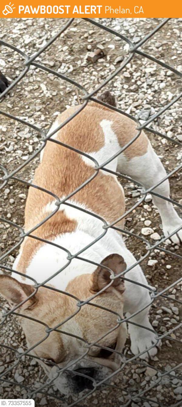 Found/Stray Male Dog last seen Sheepcreek, Phelan, CA 92371