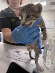 Shelter Stray Male Cat last seen Nichols Camp Rd, Caddo Parish, LA, 1500 Monty St, Shreveport, LA 71107, USA