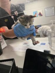Shelter Stray Male Cat last seen Nichols Camp Rd, Caddo Parish, LA, 1500 Monty St, Shreveport, LA 71107, USA