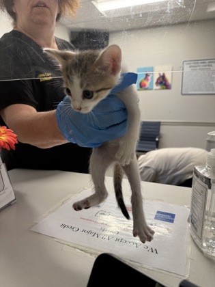 Shelter Stray Female Cat last seen Nichols Camp Rd, Caddo Parish, LA, 1500 Monty St, Shreveport, LA 71107, USA