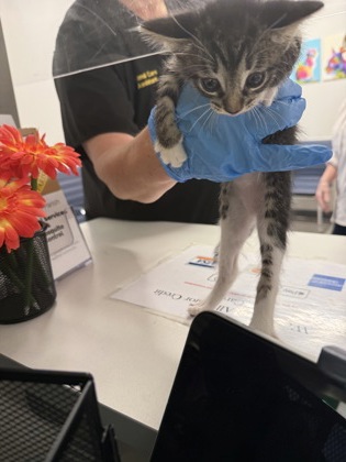Shelter Stray Female Cat last seen Nichols Camp Rd, Caddo Parish, LA, 1500 Monty St, Shreveport, LA 71107, USA