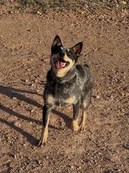 Reunited Female Dog last seen Near N Sandario Rd, Tucson, AZ 85743, USA, Tucson, AZ 85743