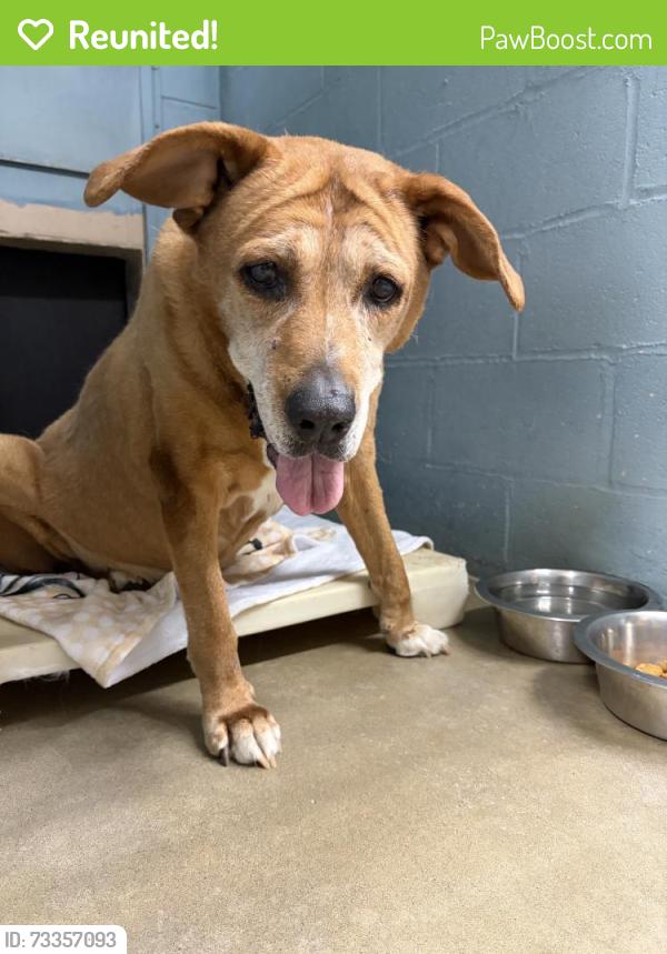 Reunited Female Dog last seen Dorothy Ln, Roxbury twp, NJ 07850, USA, Roxbury Township, NJ 07850
