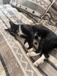 Lost Male Cat last seen Deer Valley Road, Rescue, CA 95672