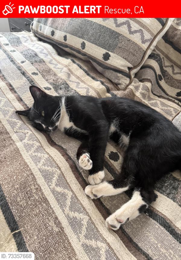 Lost Male Cat last seen Deer Valley Road, Rescue, CA 95672