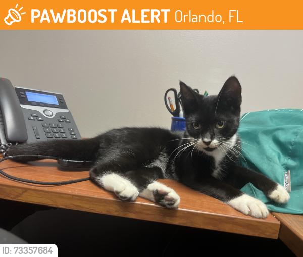 Found/Stray Male Cat last seen Woods Ave and Gore St, Orlando, FL 32805