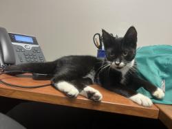 Found/Stray Male Cat last seen Woods Ave and Gore St, Orlando, FL 32805