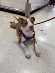 Found/Stray Male Dog last seen By the Supermarket Las Americas, Tulsa, OK 74110