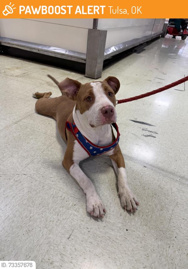 Found/Stray Male Dog last seen By the Supermarket Las Americas, Tulsa, OK 74110