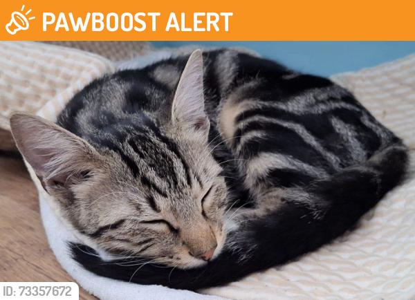 Found/Stray Female Cat last seen Stockwell/Brixton, Greater London, England SW9