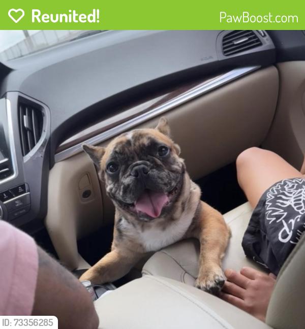 Reunited Male Dog last seen Maple st Wilmington, Wilmington, DE 19805