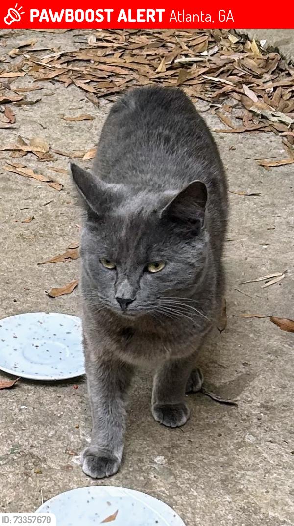 Lost Male Cat last seen PRYOR ST. SW, Atlanta, GA 30312