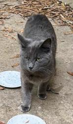 Lost Male Cat last seen PRYOR ST. SW, Atlanta, GA 30312