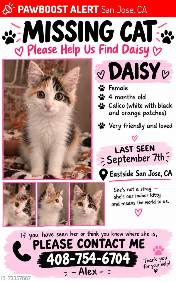 Lost Female Cat last seen Clayton and marten, San Jose, CA 95127