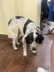 Found/Stray Female Dog last seen Farm land, Wolfe City, TX 75496