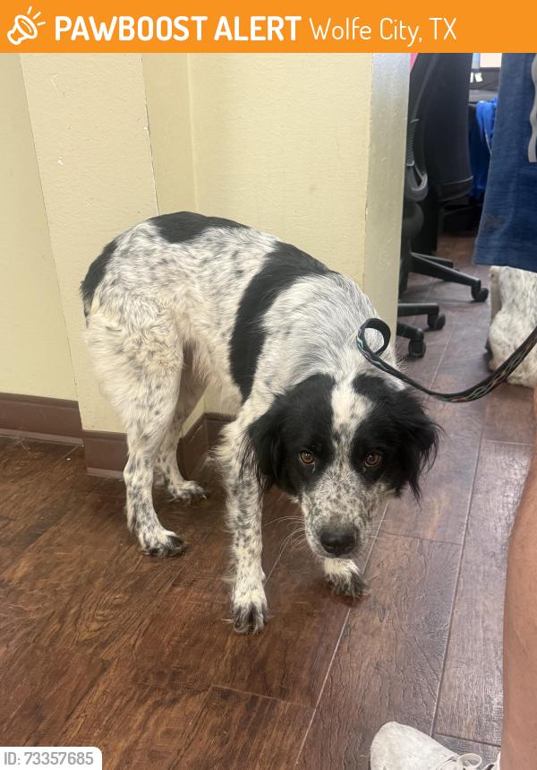 Found/Stray Female Dog last seen Farm land, Wolfe City, TX 75496