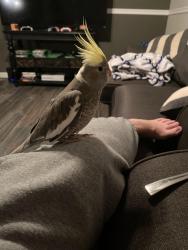 Lost Unknown Bird last seen Trees behind 1015 Cathy Ln, King, NC 27021