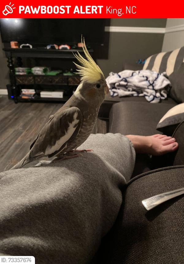 Lost Unknown Bird last seen Trees behind 1015 Cathy Ln, King, NC 27021