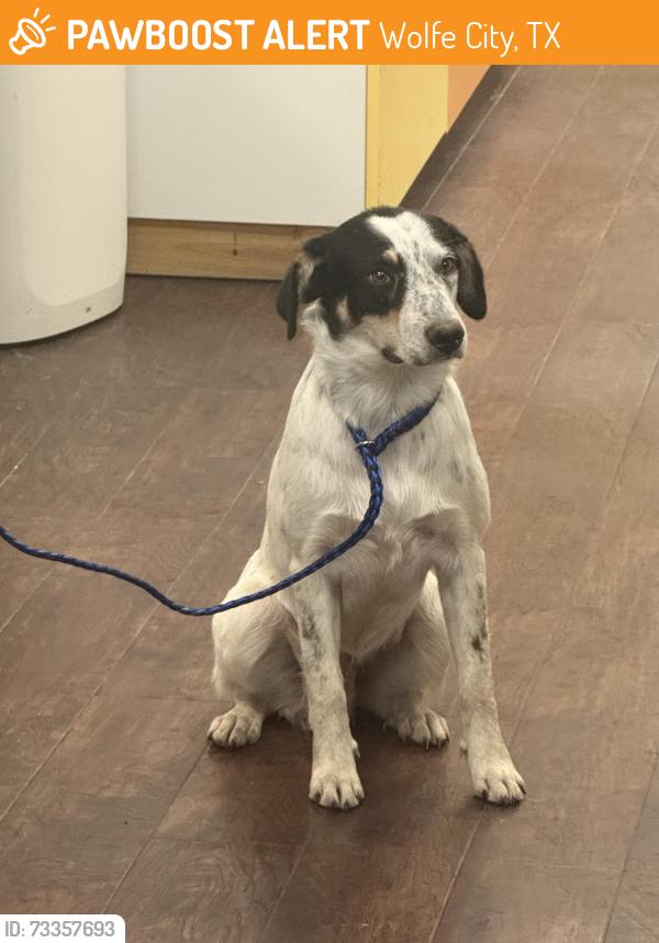 Found/Stray Female Dog last seen Farm land, Wolfe City, TX 75496