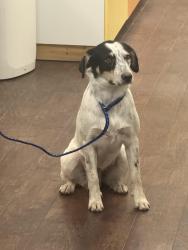 Found/Stray Female Dog last seen Farm land, Wolfe City, TX 75496