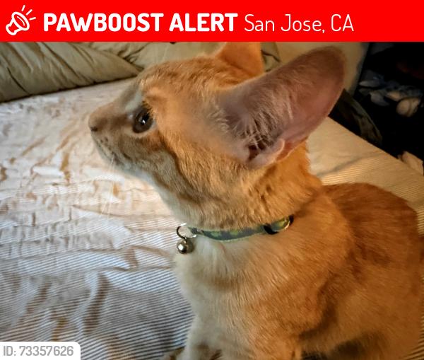 Lost Male Cat last seen Almaden lake, San Jose, CA 95123