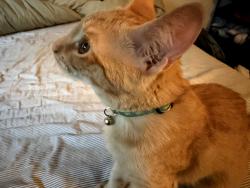 Lost Male Cat last seen Almaden lake, San Jose, CA 95123