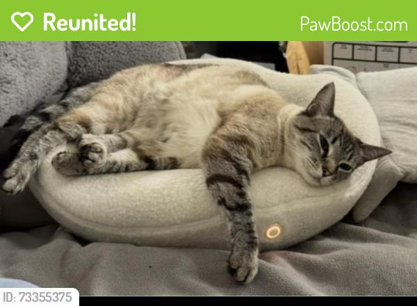 Reunited Female Cat last seen Armacost Ave and Ocean Park, Los Angeles, CA 90064