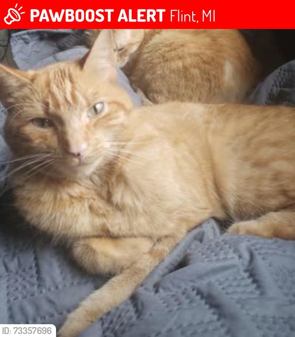 Lost Male Cat last seen Genesee & Richfield, Flint, MI 48506