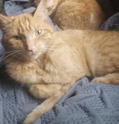 Lost Male Cat last seen Genesee & Richfield, Flint, MI 48506