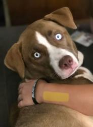 Reunited Male Dog last seen Highway 93 and Paddy Hamilton rd, Belton, TX 76513