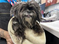 Shelter Stray Female Dog last seen Topping Avenue, BRONX, NY, 10457, 326 E 110th St, New York, NY 10029, USA