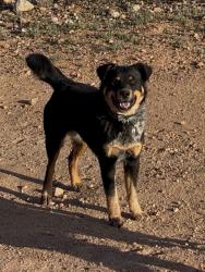 Reunited Female Dog last seen Near N Sandario Rd, Tucson, AZ 85743, USA, Tucson, AZ 85743