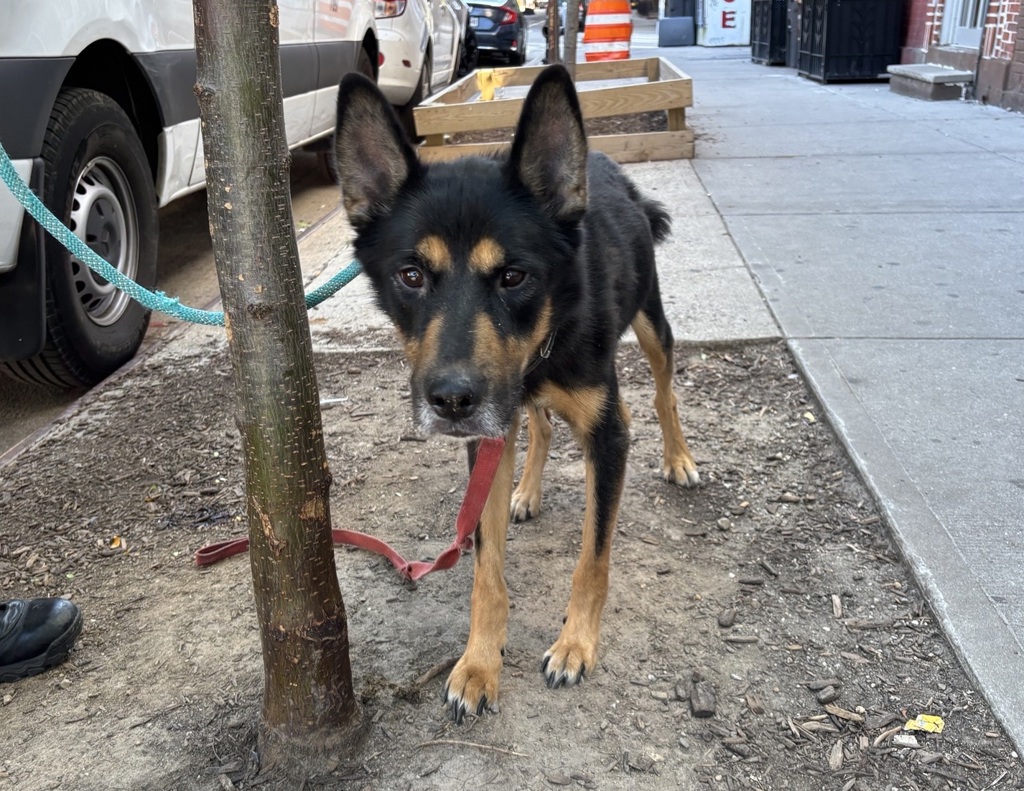 Shelter Stray Male Dog last seen Claremont Park, BRONX, NY, 10457, 326 E 110th St, New York, NY 10029, USA