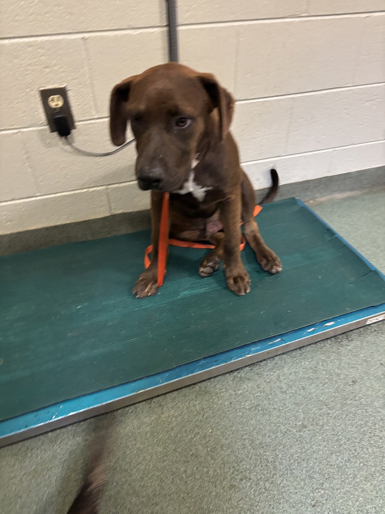 Shelter Stray Male Dog last seen Coastline Circle, CHESTER, VA, 23831, 9300 Public Works Rd, Chesterfield, VA 23832, USA