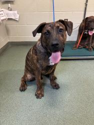 Shelter Stray Male Dog last seen Coastline Circle, CHESTER, VA, 23831, 9300 Public Works Rd, Chesterfield, VA 23832, USA