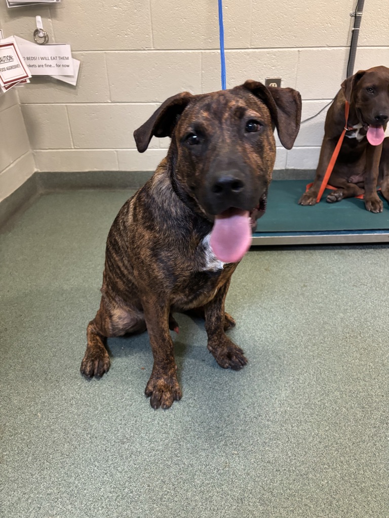 Shelter Stray Male Dog last seen Coastline Circle, CHESTER, VA, 23831, 9300 Public Works Rd, Chesterfield, VA 23832, USA