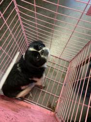 Shelter Stray Male Dog last seen Shiloh Drive, North Chesterfield, VA, 23237, 9300 Public Works Rd, Chesterfield, VA 23832, USA