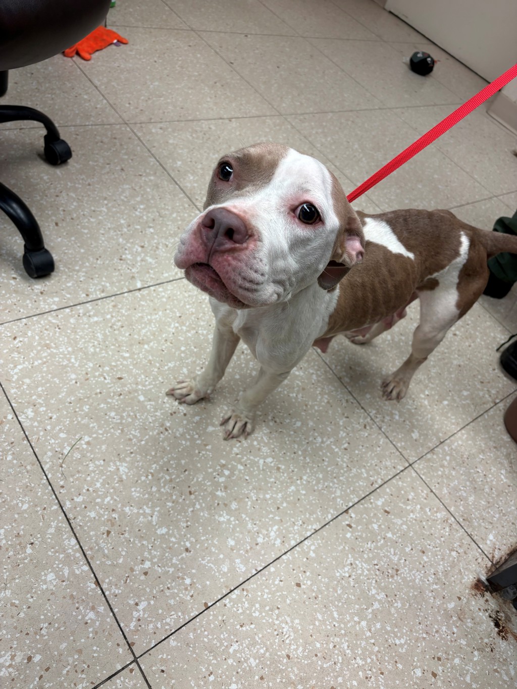 Shelter Stray Female Dog last seen Black Gum Terrace, CHESTER, VA, 23831, 9300 Public Works Rd, Chesterfield, VA 23832, USA