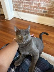 Found/Stray Male Cat last seen Marion St and 29th, Denver, CO 80205