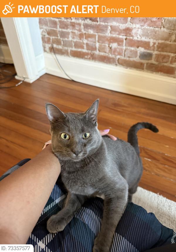 Found/Stray Male Cat last seen Marion St and 29th, Denver, CO 80205