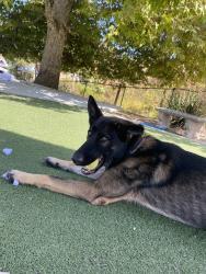 Shelter Stray Male Dog last seen Paxton Way, Oceanside, CA, 92057, Oceanside, CA 92058, USA