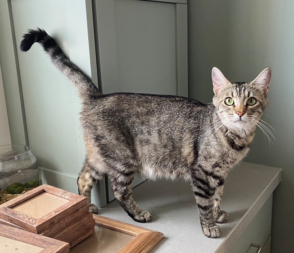Shelter Stray Female Cat last seen Near E 5600 S, MURRAY CITY, UT, 84121, 511 W 3900 S, Salt Lake City, UT 84123, USA