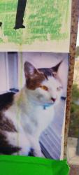 Lost Male Cat last seen City hall, San Juan Capistrano, CA 92675