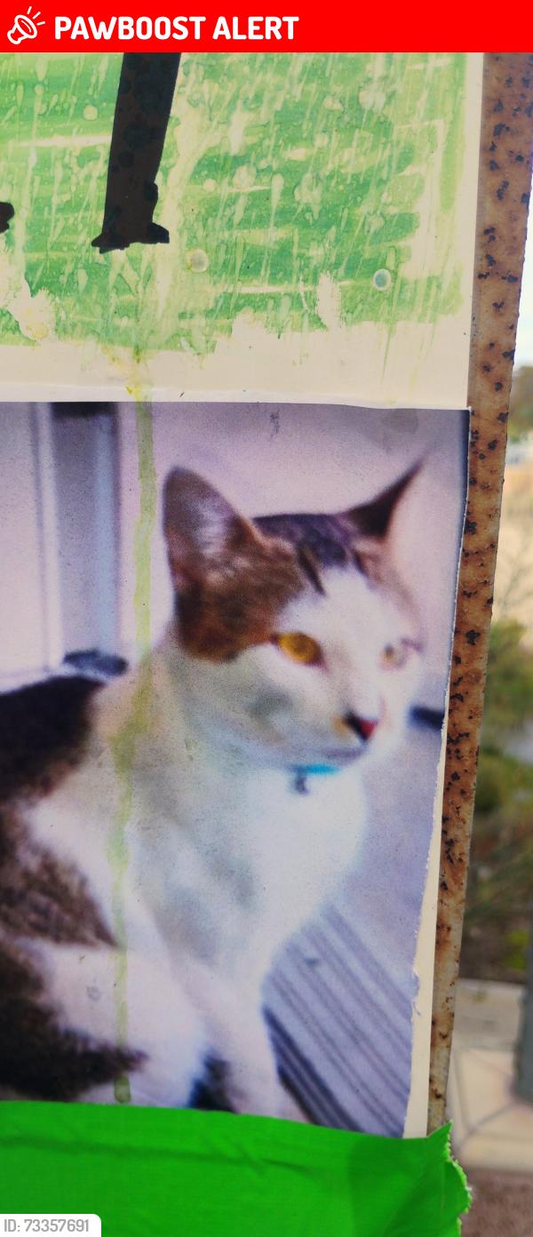Lost Male Cat last seen City hall, San Juan Capistrano, CA 92675
