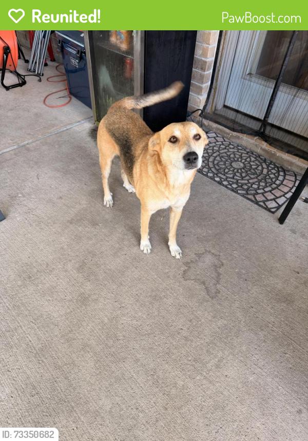 Reunited Female Dog last seen Sydney Harbor, Cypress, TX 77429