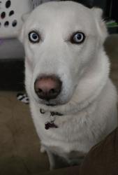 Reunited Female Dog last seen Highway 93 and Paddy Hamilton rd, Belton, TX 76513