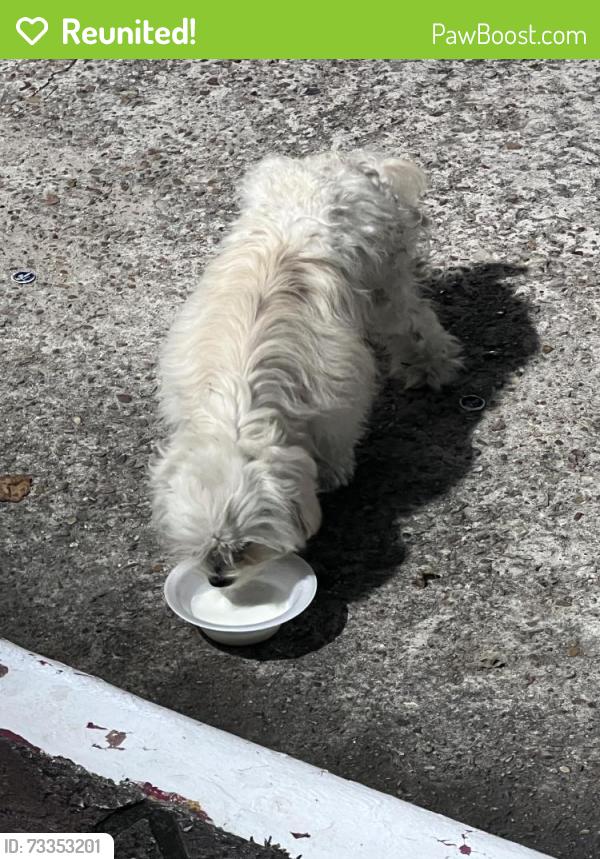 Reunited Unknown Dog last seen Las rocas apmts, Houston, TX 77036