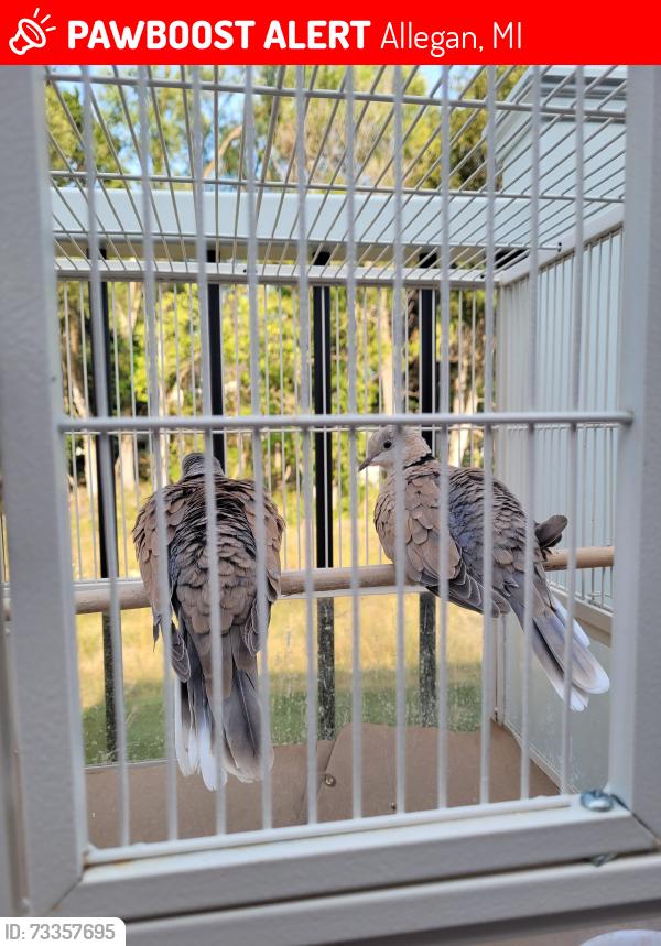 Lost Unknown Bird last seen Delano street, Allegan, MI 49010